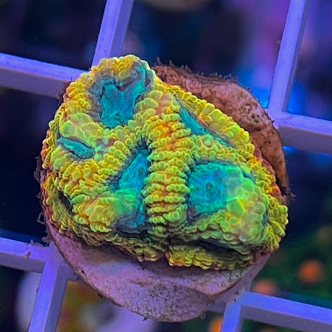 Favia of the Gods -k