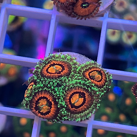 Rainbow Incinerators - K1