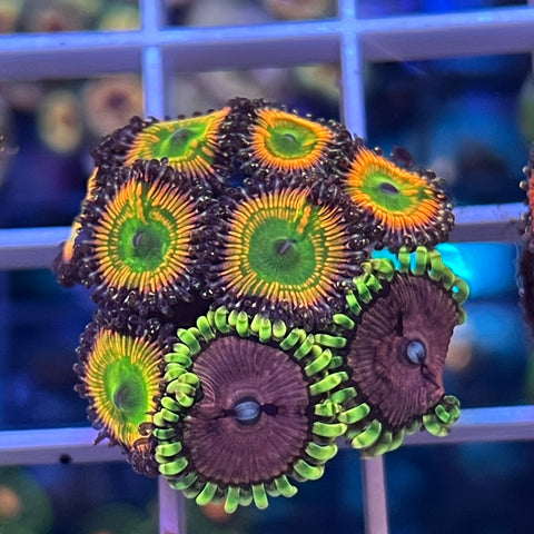 Sunny D Zoa Mix - K1