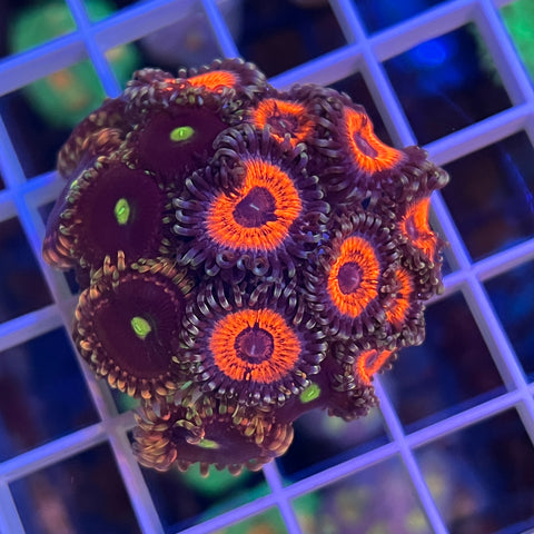 Zoa Mix -k3
