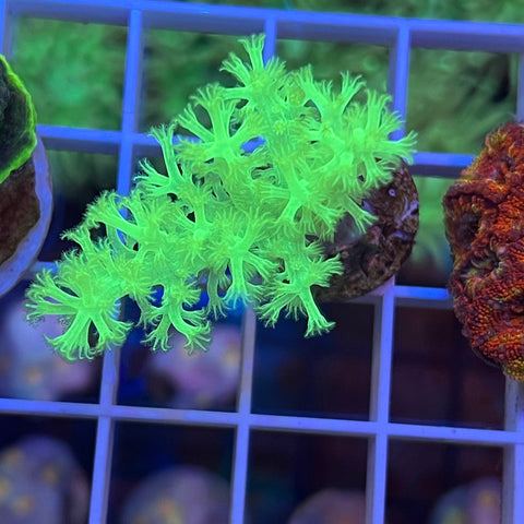 Ultra Rare Softie! - K1 -Great Beginner Coral