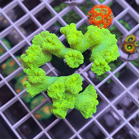 Kryptonite Trumpet Colony! -K1