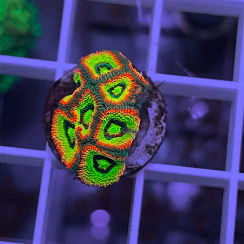 Holy grail Micromussa - K1