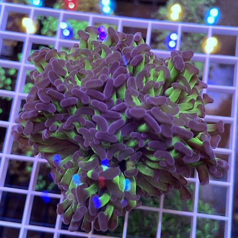 XLG LCH Purple Monster Hammer -k3