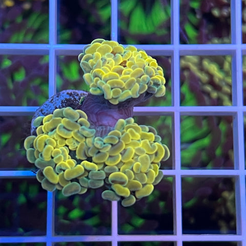 Yellow Hammer -k1 (snail bumped it)