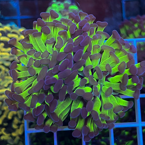 LCH Purple Monster Hammer -k1