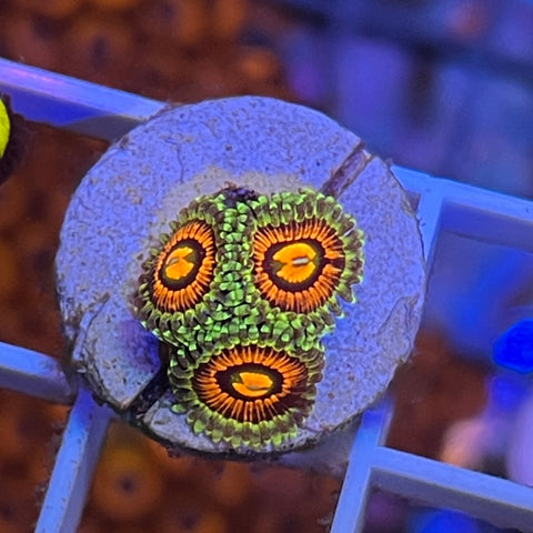 Rainbow Incinerators - M3