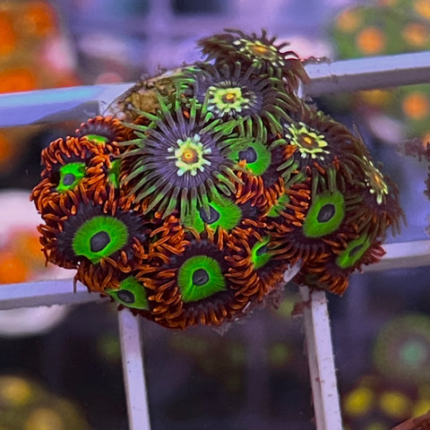 Zoa Mix - m1