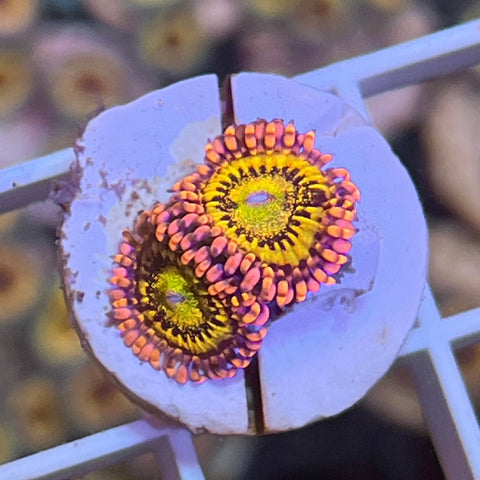 OG Antivenom - (2 polyps)