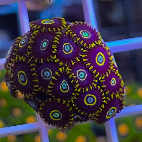 Blue Hornets Full Plug! 🐝 -M1