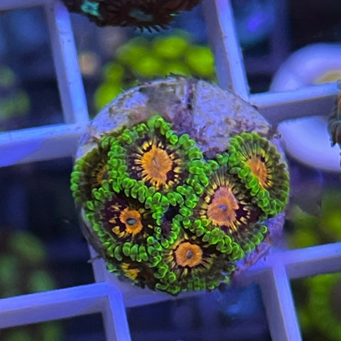 Marvin the Martians -M1