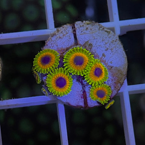 Great Owls Thats only $33 pp! -M1