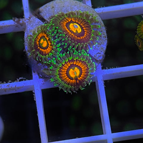 Rainbow Incinerators - M1