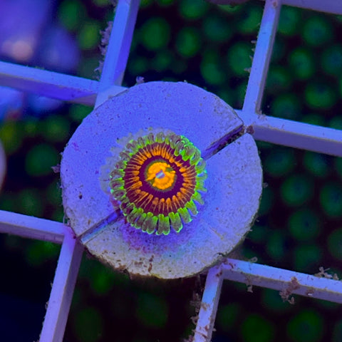 Rainbow Incinerators - M4