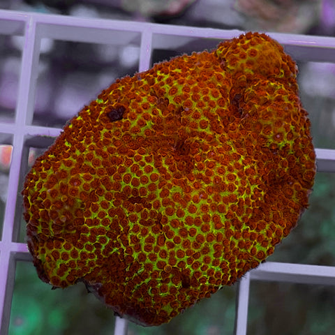 jf burnin banana monti -M2