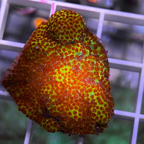 jf burnin banana monti -M1