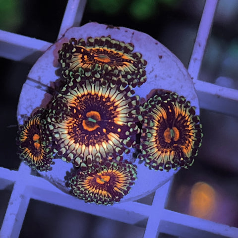 LCH Spectral Shockwave -M2