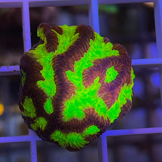 Firestorm Maze Brain