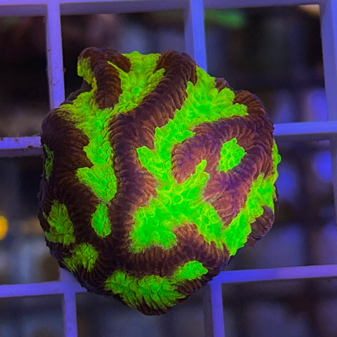 Firestorm Maze Brain