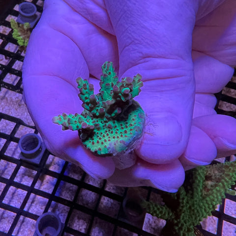 Strawberry Shortcake - M1