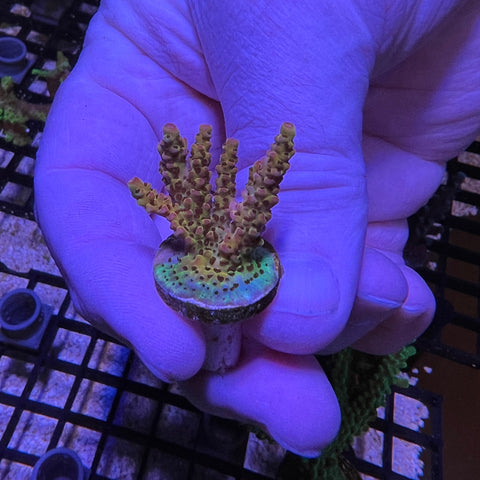 PC Rainbow Mini Colony - M1