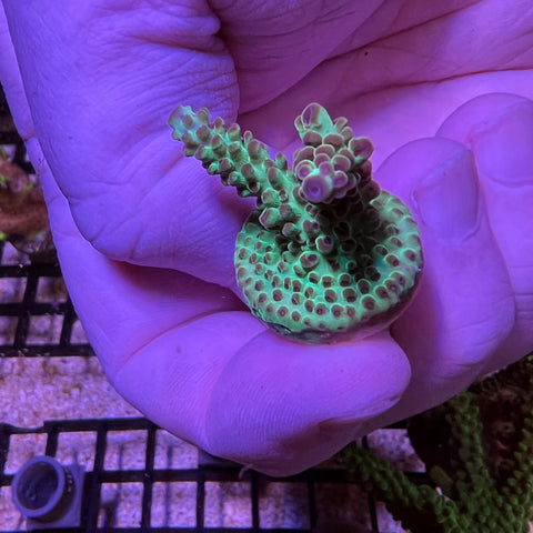 Strawberry Shortcake - M2