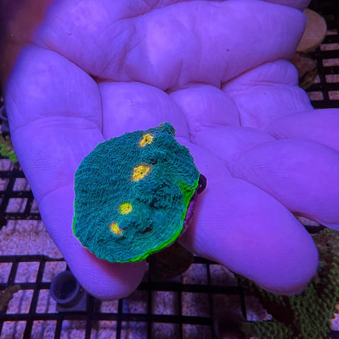 LCH Blue Planet Chalice -M1