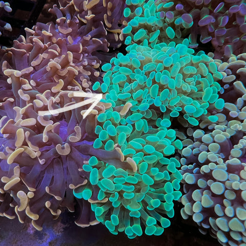 Lime Green Hammer - LCH Favorite! - M1