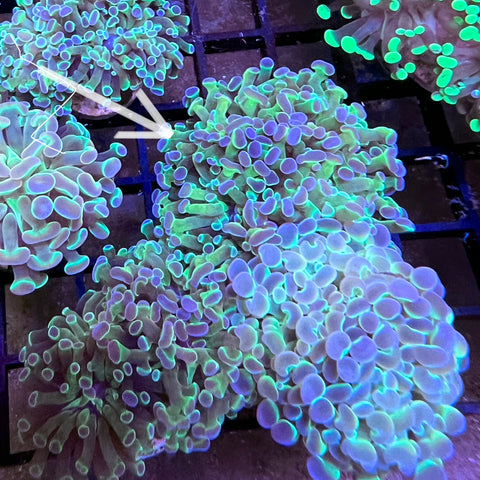 Hologram Hammer - M1