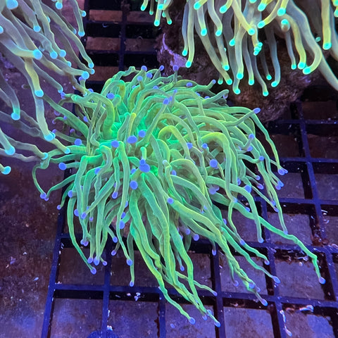 ARC Holygrail Torch - M1