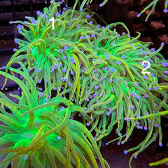 BKCHEM Grinch Torch (Lineaged!)