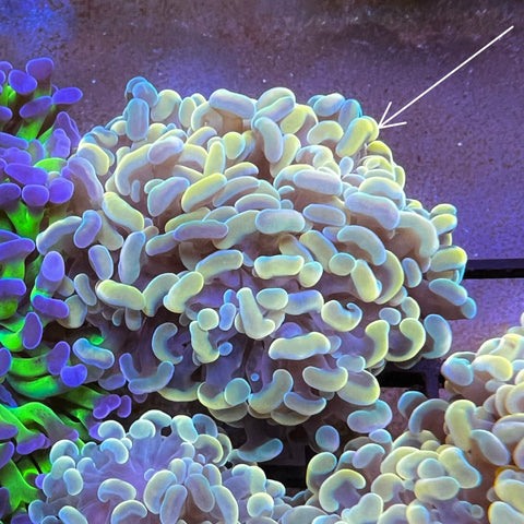 True Gold Hammer- M1