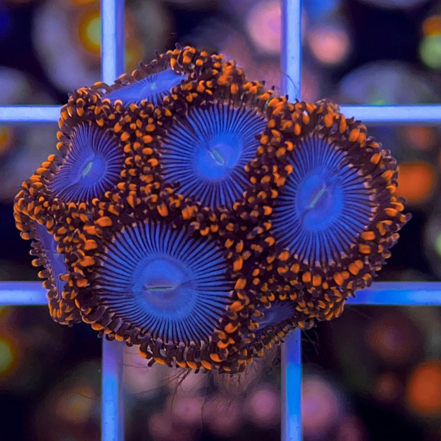 Amazing Superman Zoas coral at Lazy's Coral House