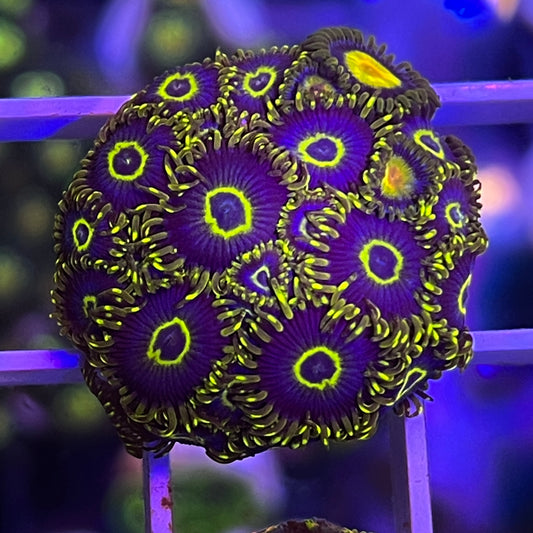 OG Purple Hornet - N2