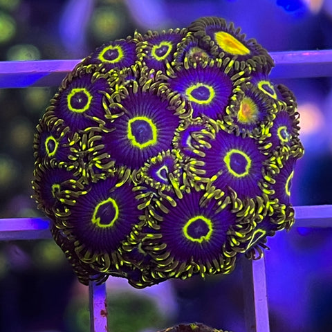 OG Purple Hornet - N2