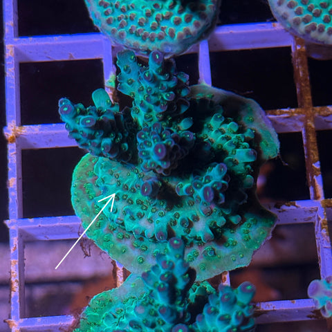 RR Skittles Mini Colony!- M2