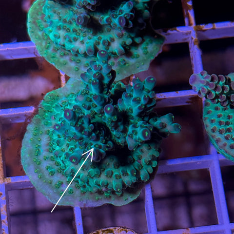 RR Skittles Mini Colony!- M1