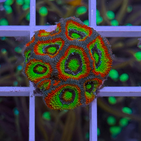 Holygrail Micromussa