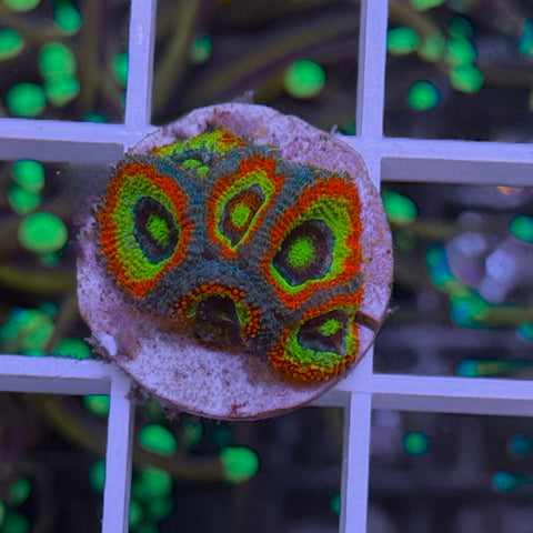 Holy Grail Micromussa - M1