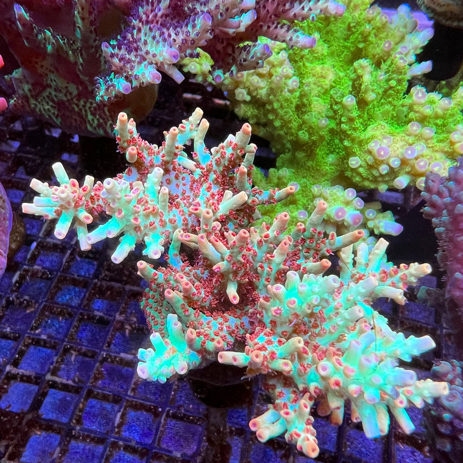 BC Kenberry Acropora coral at Lazy's Coral House