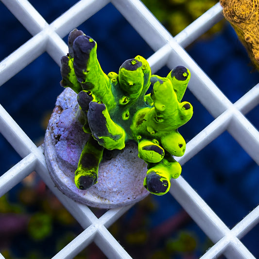 LCH Grafted Glow Stick Acropora