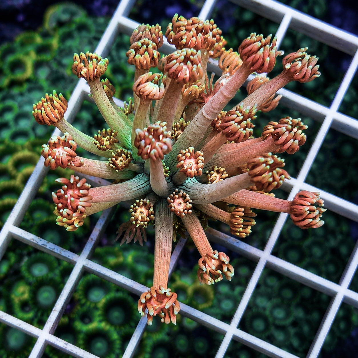 Gradient Goniopora