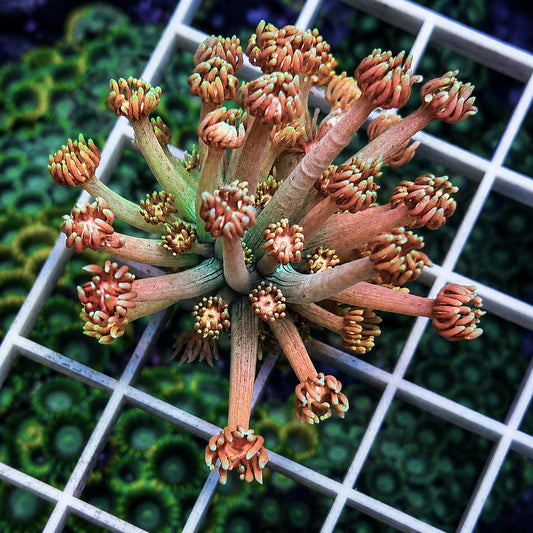 Gradient Goniopora