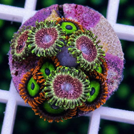 Strawberry Wine Zoas