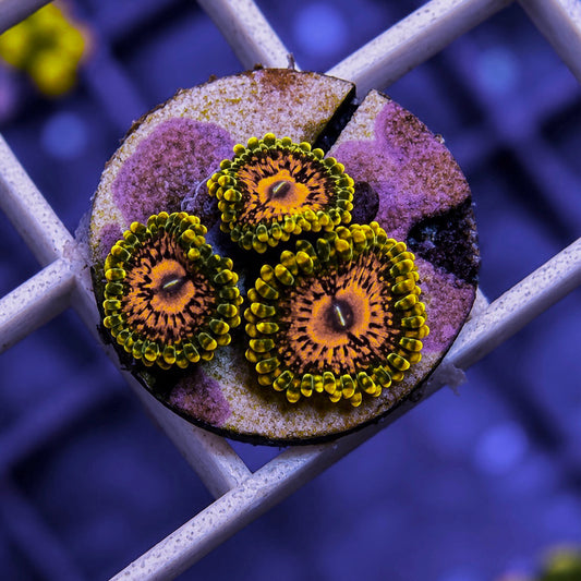 Grand-Master Krakatoa Zoas