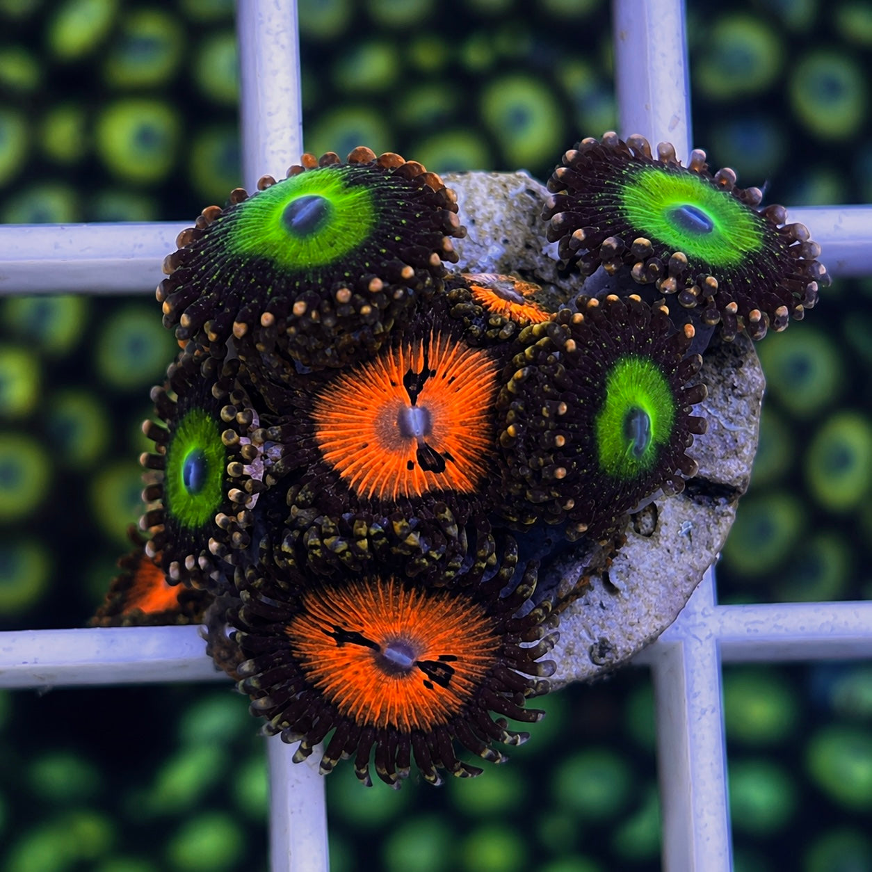 Zoa Mix