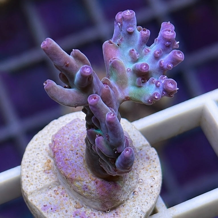 RRC Shazam Acropora