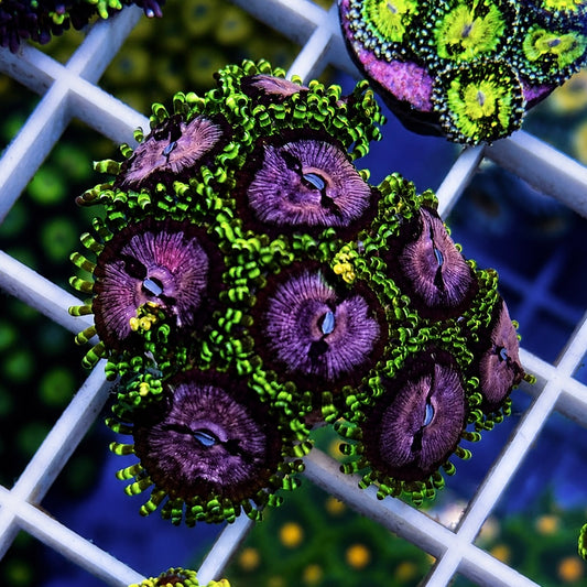 Purple Monsters Zoas