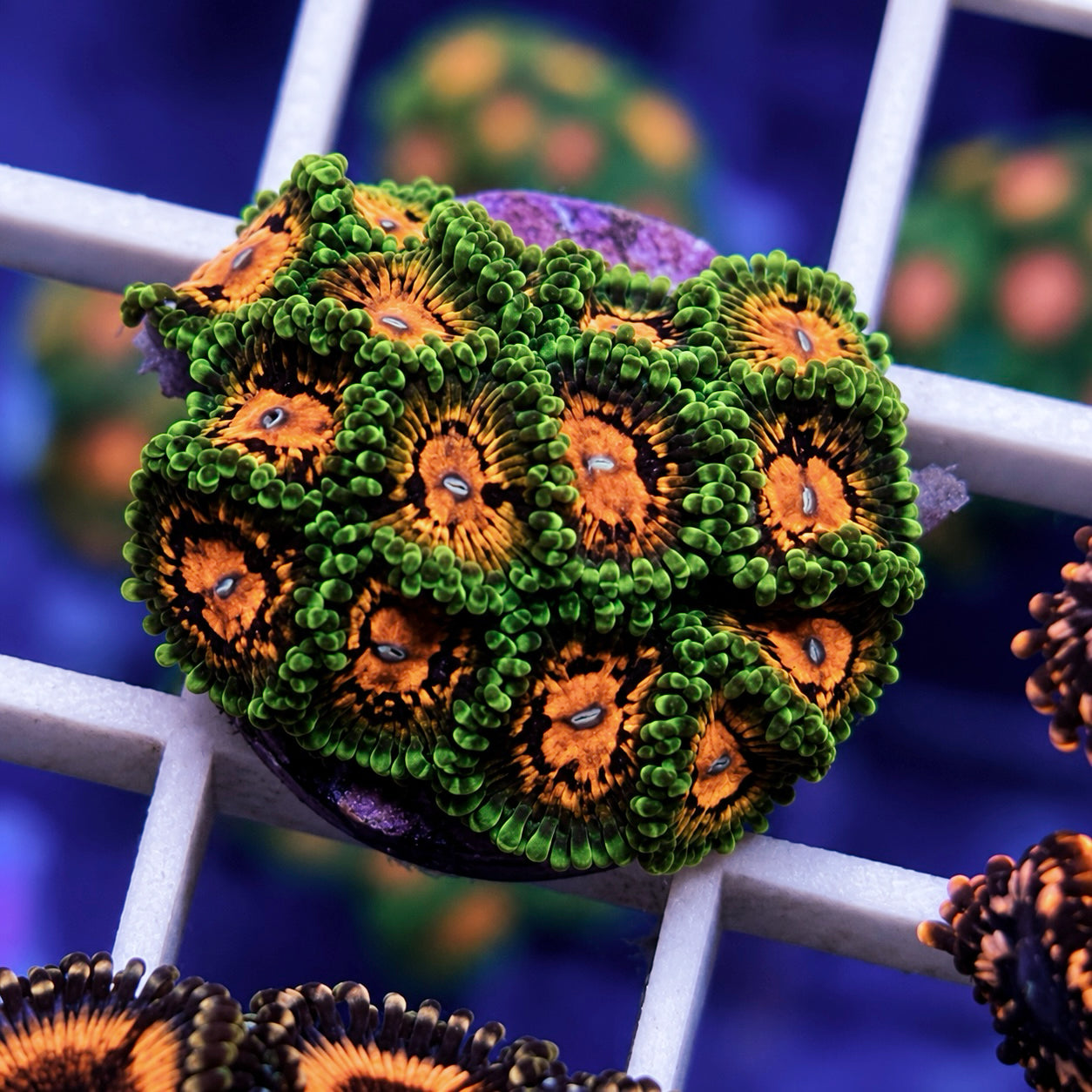 SBB Marvin The Martian Zoas