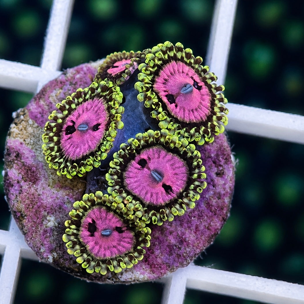 RR Pink Diamonds Zoas